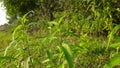 Persicaria hydropiper plant.